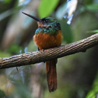 Rufous-tailed Jacamar